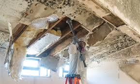 Reliable Five Points, OH Mold Removal & Remediation Solutions